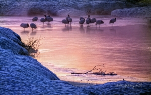 Hokkaido Cranes #5