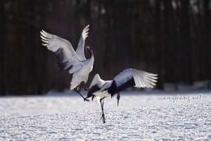 Hokkaido Cranes 10
