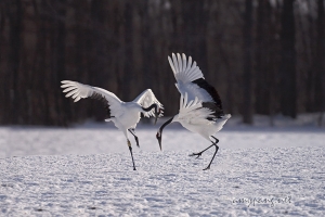 Hokkaido Cranes 11