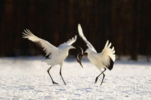 Hokkaido Cranes 12