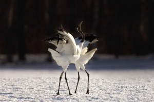 Hokkaido Cranes 13