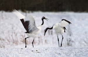 Hokkaido Cranes 15