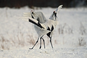 Hokkaido Cranes 17