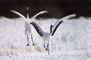 Hokkaido Cranes 18