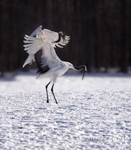 Hokkaido Cranes 09