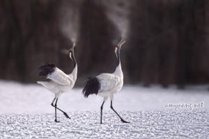 Hokkaido Cranes 14