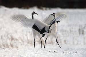 Hokkaido Cranes 16