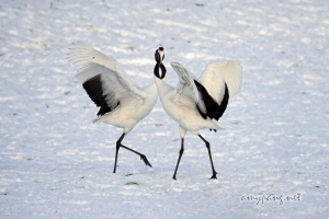 Hokkaido Cranes 19