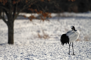 Hokkaido Cranes 21