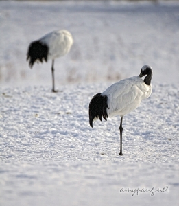 Hokkaido Cranes 22